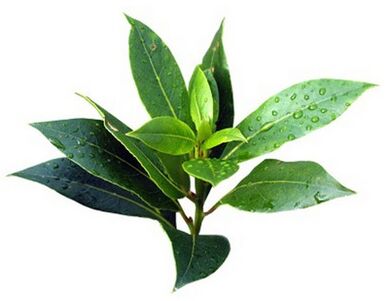 Brand fungus rand contains tea tree oil