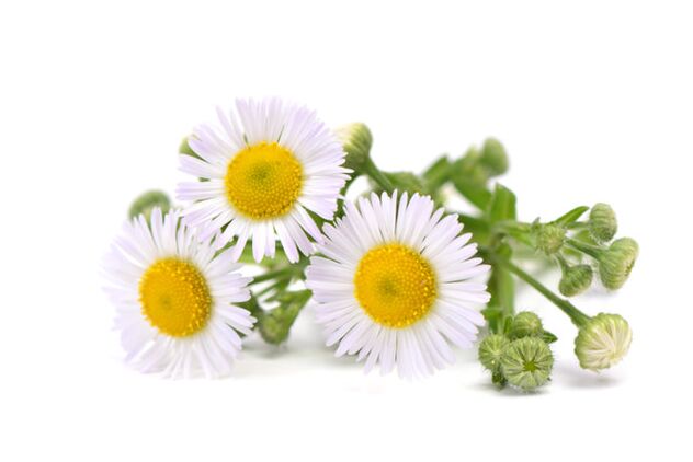FUNDENT RAND brand contains chamomile extract